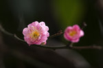 DSC_0408_PS