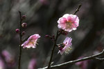 DSC_0291_PS