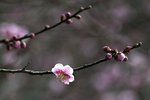 DSC_0294_PS