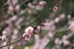 DSC_0303_PS