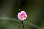 DSC_0312_PS