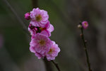 DSC_0323_PS