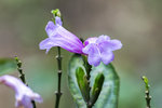 DSC_0007_PS