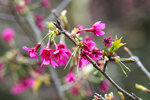 DSC_0016_PS