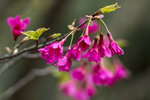 DSC_0076_PS