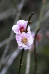 DSC_0102_PS