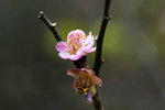 DSC_0148_PS
