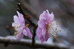 DSC_0151_PS