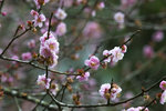 DSC_0169_PS