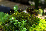DSC_0231_PS