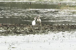 ?DSC_0165????????-1