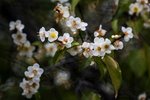 DSC_0037_ps