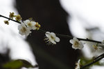 DSC_0057_ps