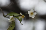 DSC_0070_ps