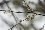 DSC_0075_ps