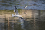 DSC_0257_ps