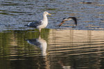DSC_0278_ps