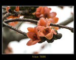 DSC_0031_ps