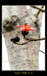 DSC_0043_ps