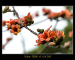 DSC_0052_ps