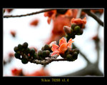 DSC_0062_ps