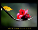DSC_0102_ps