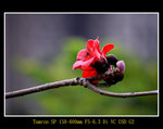 DSC_0106_ps