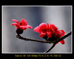 DSC_0116_ps
