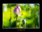 DSC_0093_F