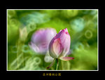 DSC_0095_F