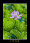 DSC_0376_F