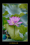 DSC_0381_F