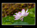 DSC_0398_F