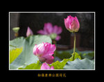 DSC_0070_ps