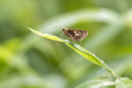 DSC_0051_ps