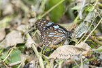 DSC_0095_ps
