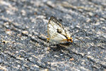 DSC_0123_ps