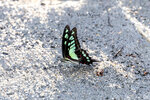 DSC_0167_ps