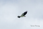 DSC_0325_ps