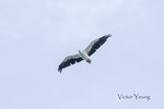 DSC_0431_ps