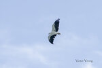 DSC_0445_ps