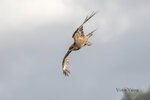 DSC_0541_ps