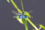 DSC_0067_ps