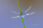 DSC_0183_ps
