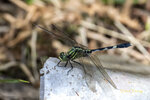 DSC_0231_ps