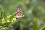 DSC_0278_ps