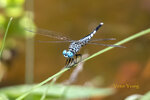 DSC_0329_ps