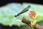 DSC_0376_ps