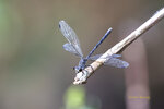 DSC_0385_ps