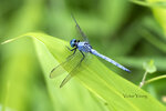 DSC_0411_ps